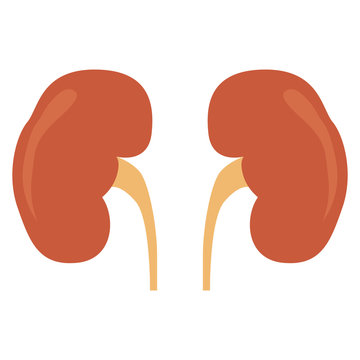 Isolated human kidneys image. Vector illustration design
