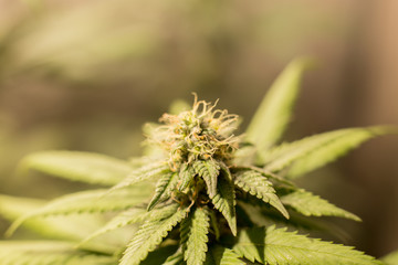 Cannabis Bud Marijuana Flower Weed Macro In Indoor