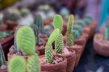 cactus in pot