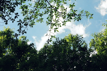 Obraz premium 空模様