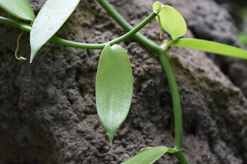 Vanilla planifolia used as a raw material for vanilla essence.