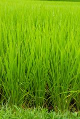 初夏の水田の稲	