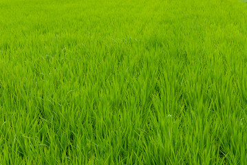 Obraz premium 田んぼの稲