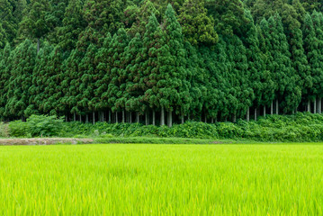 杉の木と田んぼ