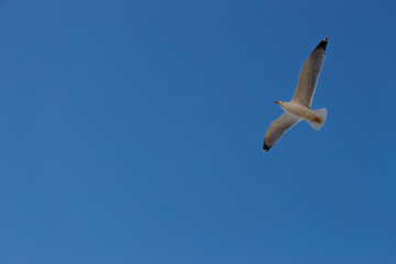 Gull flying in Venice sky 