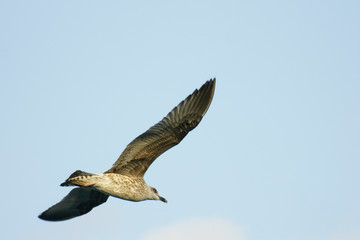 Obraz premium SONY DSC