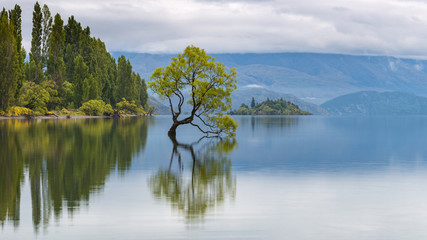 Wanaka Tree Calm Blue Morning, New Zealand