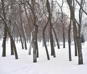 Park at winter.