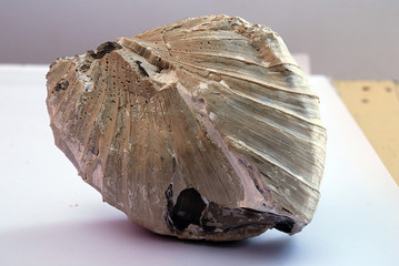 an ancient shell on white background