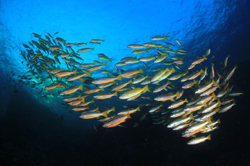 Fototapeta na wymiar Snapper fish on coral reef 