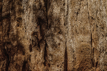 Bark of sequoia California