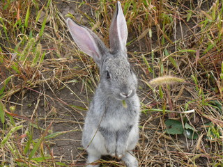 grey rabbit on hind legs in grass