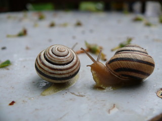 a pair of garden snails