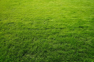 Green grass, horizontal photo.