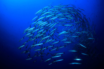 School of Barracuda fish 