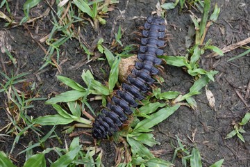 Millipede on the ground