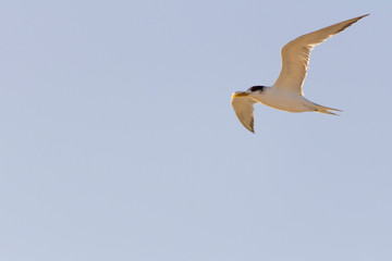 Tern bird or Sterna hirundo flying in a sunny day with blue sky as background.