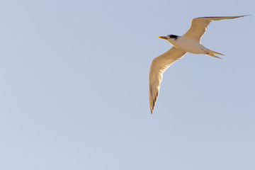 Tern bird or Sterna hirundo flying in a sunny day with blue sky as background.