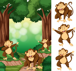 Group of monkey in forest