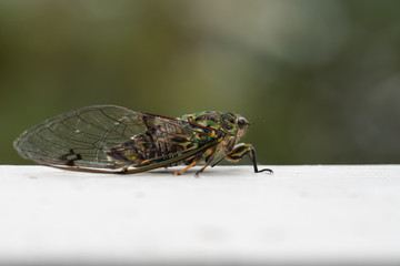 A closeup of a Cicada with space for text
