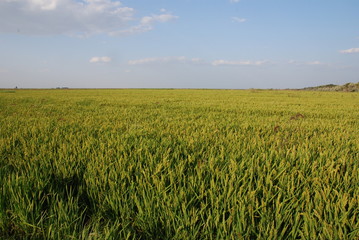 rice field panorama