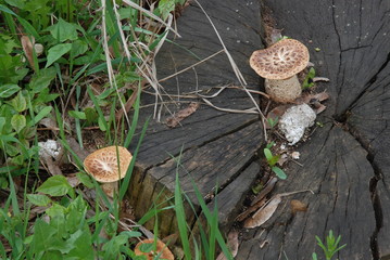 mushroom on the stump in forest