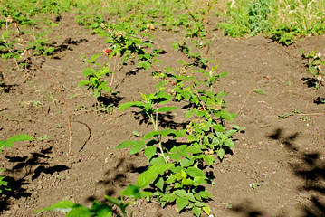raspberry seedlings