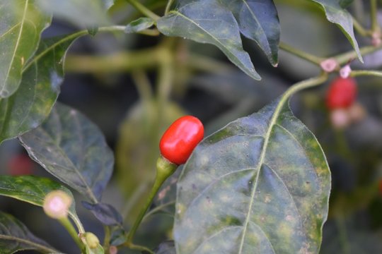Chiltepin chili pepper on the plant