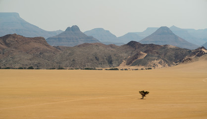 lone tree, Damaraland