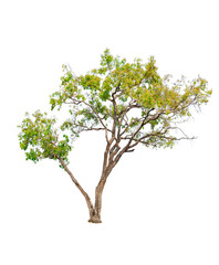 Obraz premium tropics tree isolated on white background. clipping path