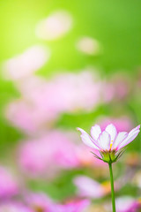 Pink Cosmos flowers field in cozy home garden on summer.