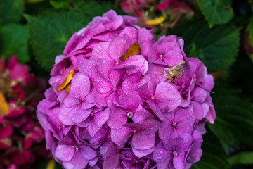 Obraz premium Blooming flower in autumn