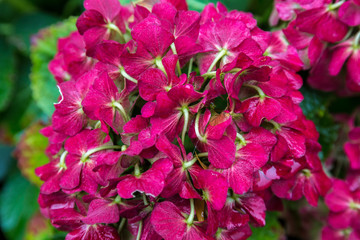 Blooming flower in autumn