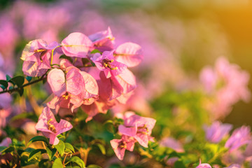 Naklejka na ściany i meble Pink flowers shining at sunset backlit in the park