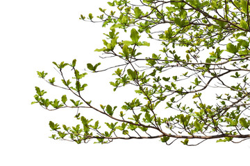 Obraz na płótnie Canvas Green leaves on branch isolated on white background. with clipping path.