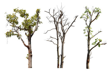 Collection trees without leaves isolated on white background.