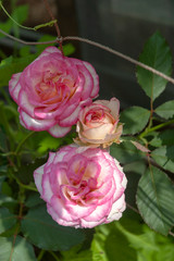 Pink rose in garden