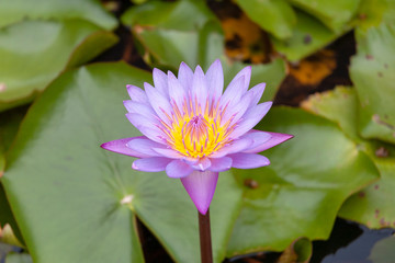 Water lily in pond, Japan