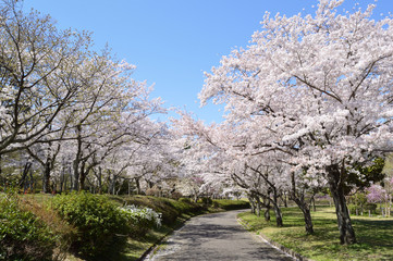 Fototapeta na wymiar Cherry blossom trees and blue sky