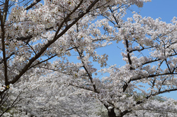 Cherry blossoms and blue sky