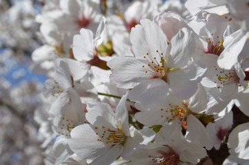 Spring in Japan,close up of cherry blossoms