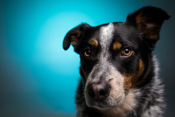 Blue Heeler on Blue Background