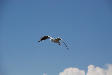 soaring Seagull