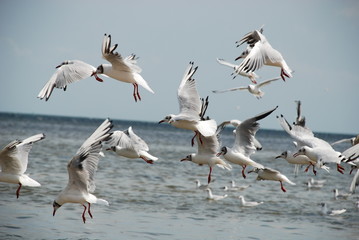 flock of seagulls in flight above the sea