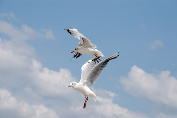  the flight of seagulls