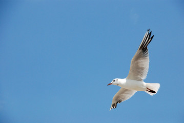 the Seagull spread its wings wide in the clear blue sky