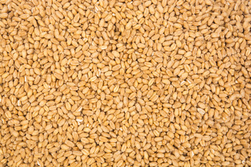 Closeup of pile of wheat grains for testure background