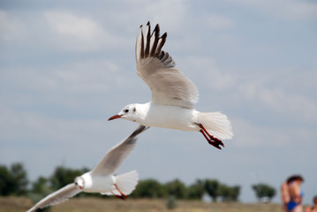  a few seagulls on the shore next to the vacationers