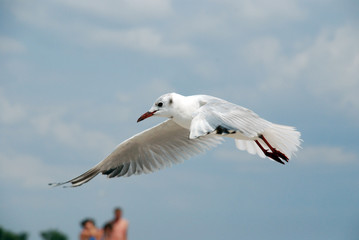 Fototapeta na wymiar a Seagull in flight near the vacationers