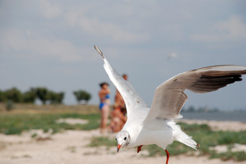 a Seagull lands on the beach with people